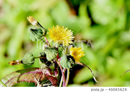 三鷹中原に咲く黄色いノゲシの花 三鷹中原に咲く黄色いノゲシの花 40065629