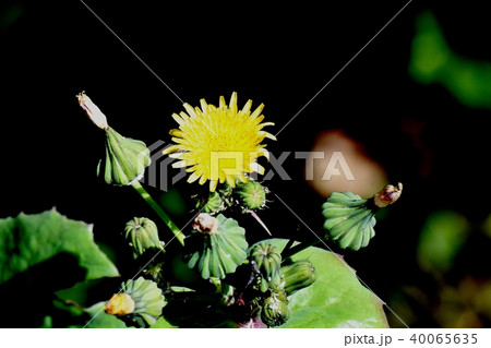 三鷹中原に咲く黄色いノゲシの花 三鷹中原に咲く黄色いノゲシの花 40065635