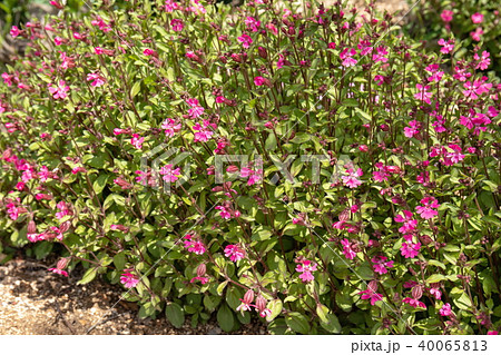 ピンクのシネラの花 40065813
