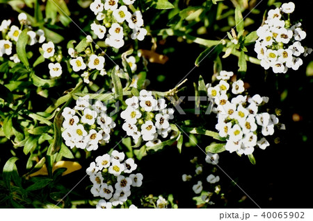 三鷹中原に咲くアリッサム 40065902