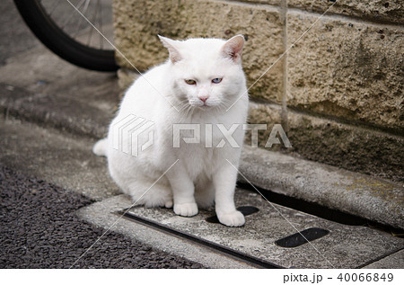 路傍に佇むオッドアイの外猫の写真素材 [40066849] - PIXTA