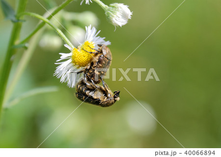 コアオハナムグリの交尾 コアオハナムグリの交尾 40066894