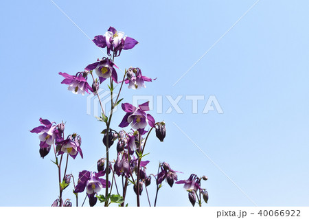 オダマキ（苧環） 40066922