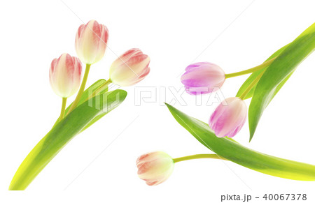 Collection of different tulips isolated 40067378
