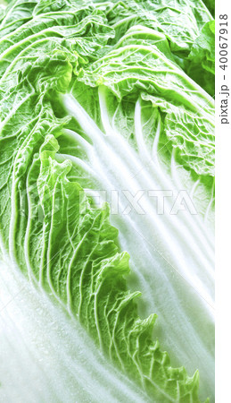 Chinese cabbage close-up background 40067918