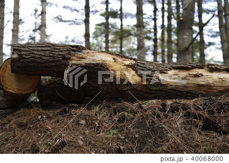 間伐 間伐 40068000
