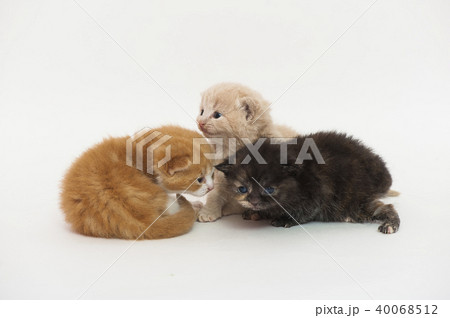 ねこ ねこ 40068512