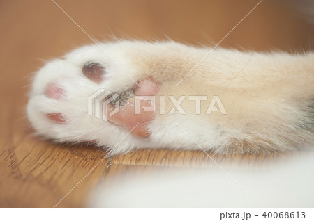 ねこ 40068613