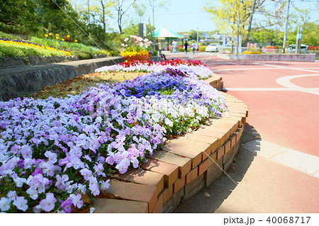 春の花壇 ビオラの花の写真素材