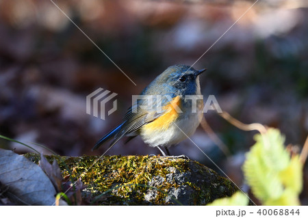 薬師池公園の野鳥 薬師池公園の野鳥 40068844