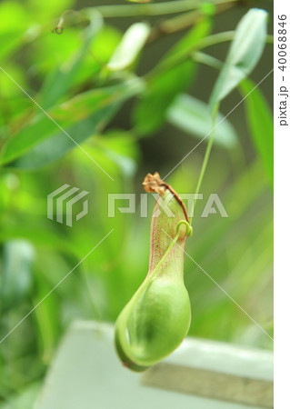 食虫植物 食虫植物 40068846