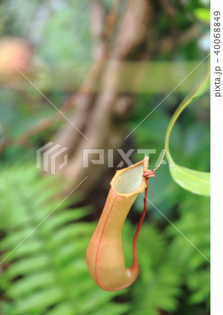 食虫植物 食虫植物 40068849