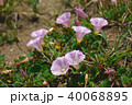 砂浜に咲くハマヒルガオ 40068895