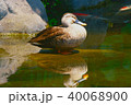 池で昼寝をするカルガモ 40068900