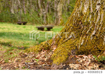 森の中の遊歩道（恩原湖畔） 40068919