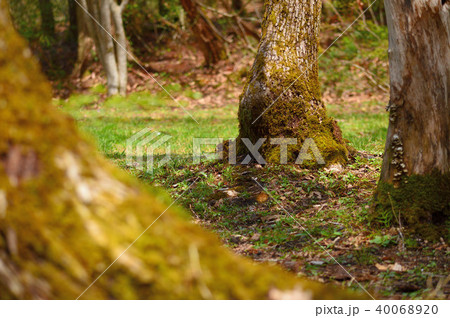 森の中の遊歩道（恩原湖畔） 40068920
