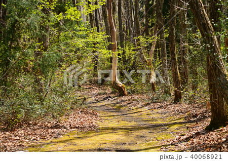 森の中の遊歩道（恩原湖畔） 40068921