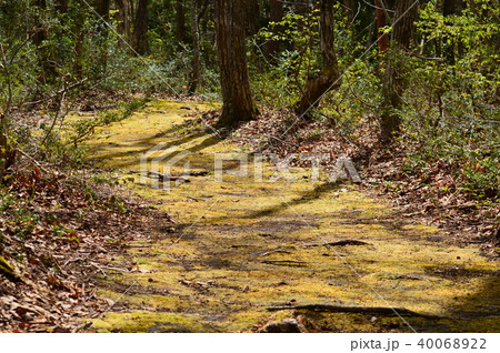 森の中の遊歩道（恩原湖畔） 40068922