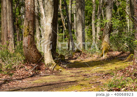 森の中の遊歩道（恩原湖畔） 40068923