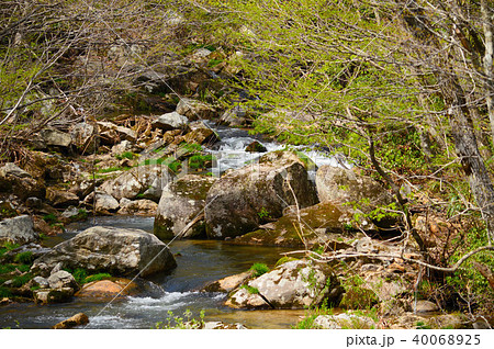 森の中の清流（赤和瀬渓谷） 40068925