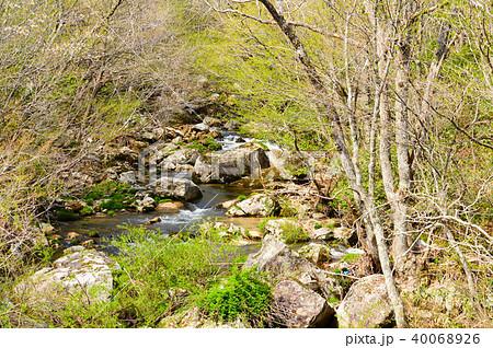 森の中の清流（赤和瀬渓谷） 40068926