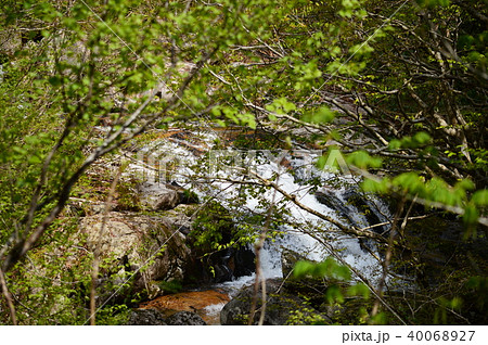 森の中の清流（赤和瀬渓谷） 40068927