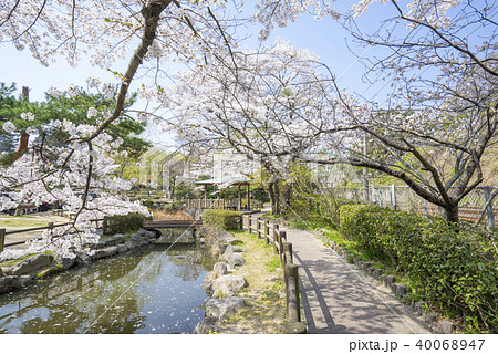 大正2年開園いわき市内で最も古い公園である松ヶ岡公園ひょうたん池の東屋から眺める平さくらまつりの写真素材 40068947 Pixta