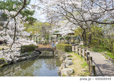 大正2年開園いわき市内で最も古い公園である松ヶ岡公園ひょうたん池の東屋から眺める平さくらまつり 40068949