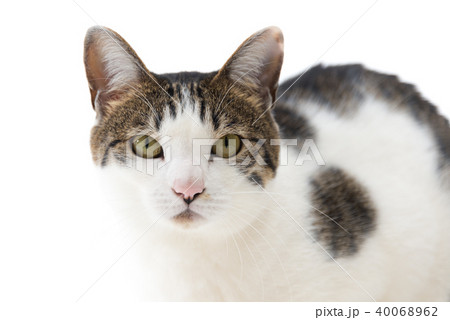 白と黒の猫のアップ 40068962
