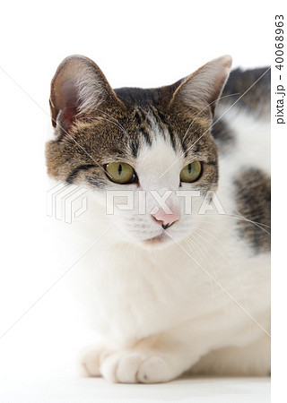 白と黒の猫のアップ 白と黒の猫のアップ 40068963