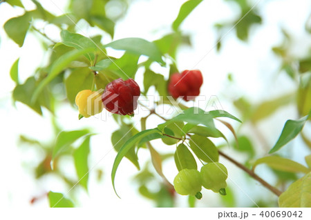 熱帯林 熱帯林 40069042