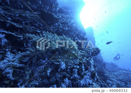 Fish on underwater coral reef 40069332