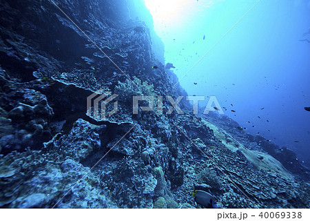 Fish on underwater coral reef 40069338