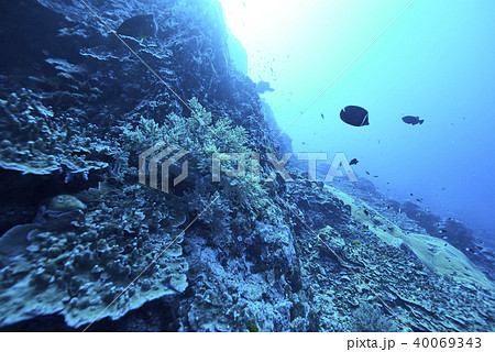 Fish on underwater coral reef 40069343