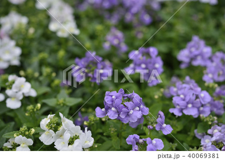 ネメシア 40069381