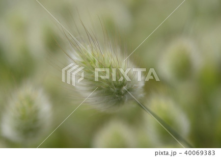 ラグラス 40069383