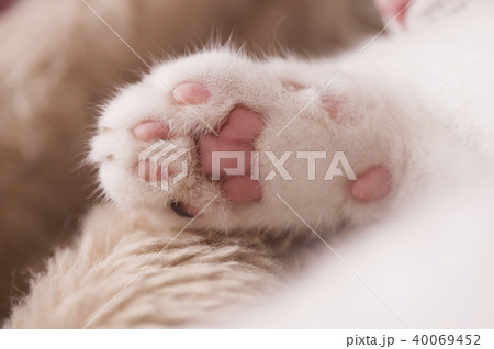ねこ ねこ 40069452
