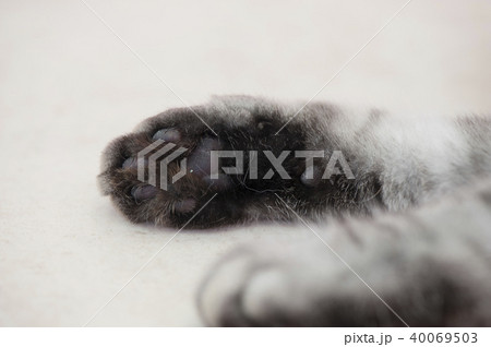 ねこ 40069503