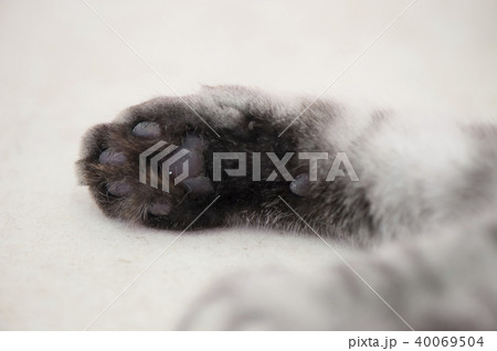 ねこ ねこ 40069504
