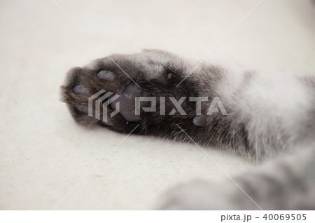 ねこ ねこ 40069505