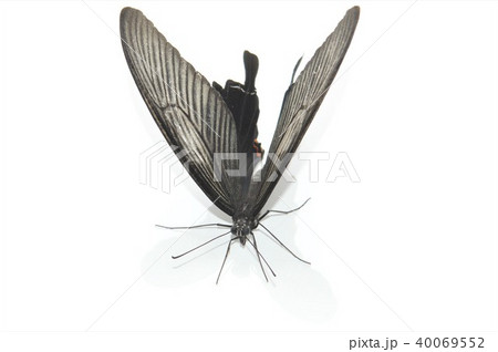 クロアゲハのメスの羽根　白背景 40069552