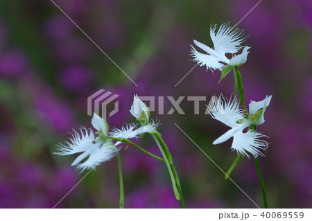 大空に舞う 大空に舞う 40069559