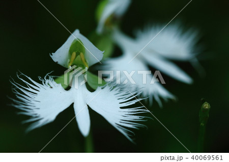 大空に舞う 大空に舞う 40069561