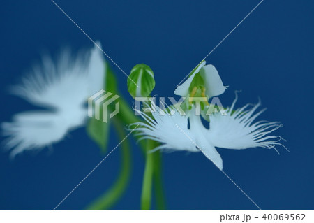 大空に舞う 40069562