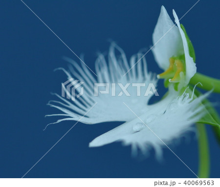 大空に舞う 40069563