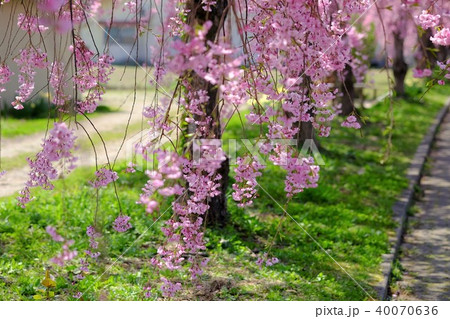 日中線の枝垂れ桜 40070636