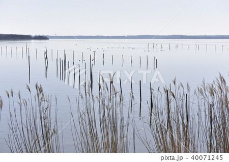 小川原湖の春 40071245