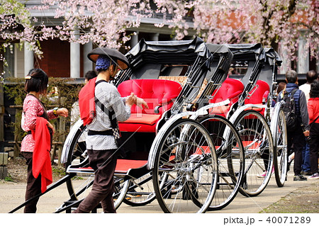 角館武家屋敷 桜見の人力車 角館武家屋敷 桜見の人力車 40071289