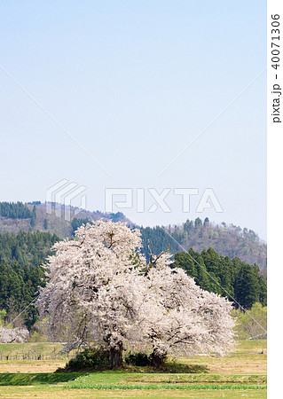 増田の二本桜 40071306