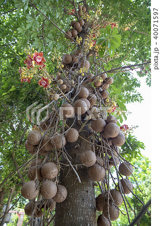 その他 sala tree 11+ Thousand 娑羅双樹 Royalty-Free Images, Stock Photos